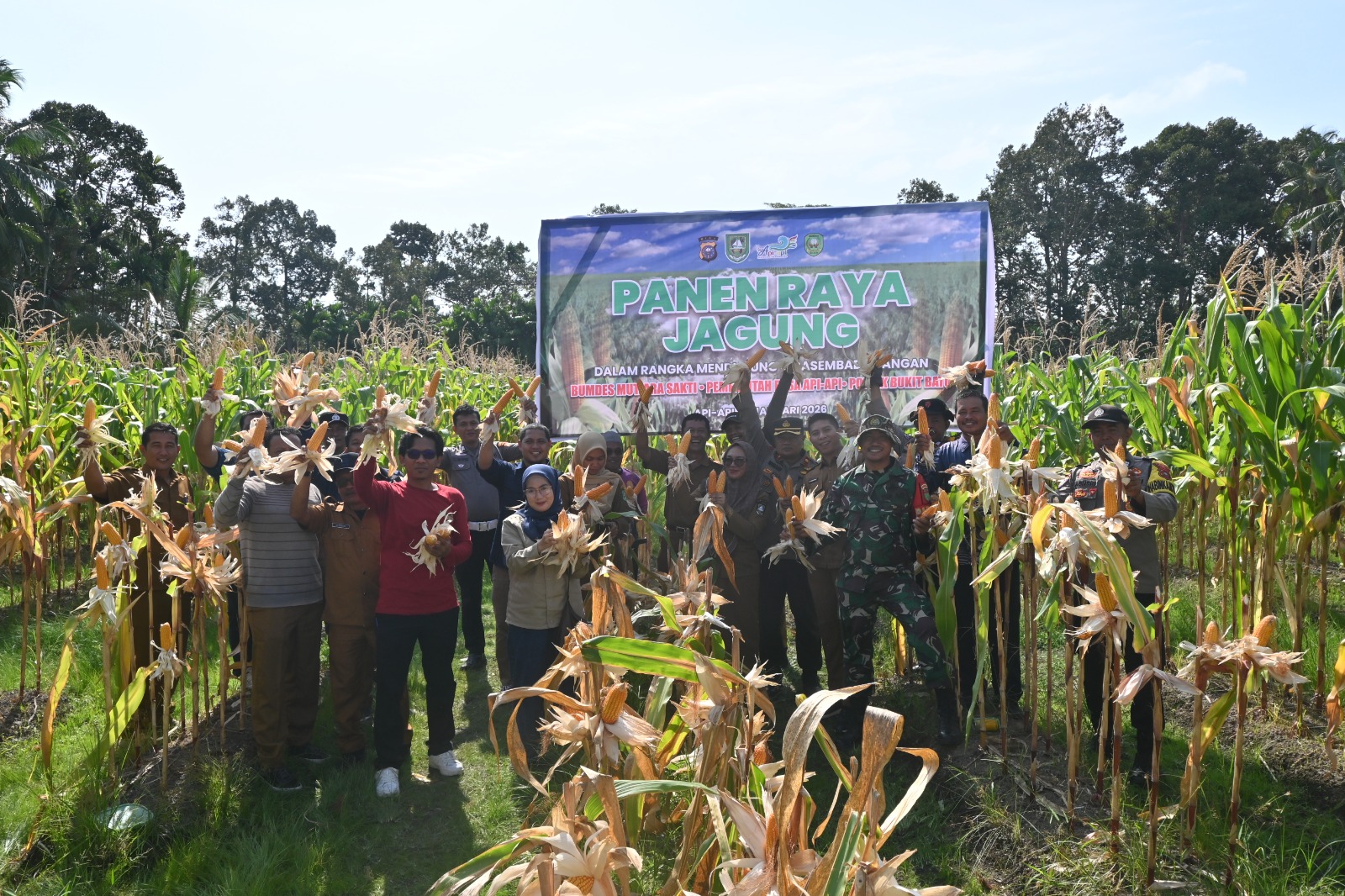 PANEN RAYA JAGUNG DI DESA API-API 